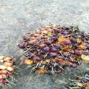 ripe_valid (189).jpg