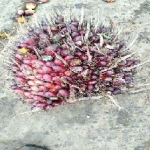 ripe_valid (197).jpg