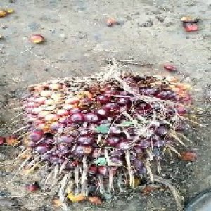 ripe_valid (200).jpg