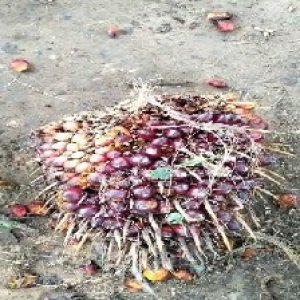 ripe_valid (201).jpg