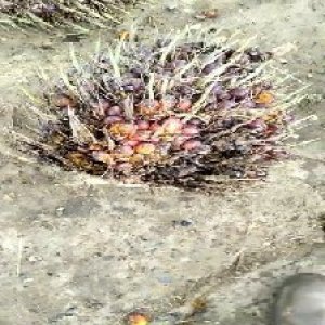 ripe_valid (202).jpg