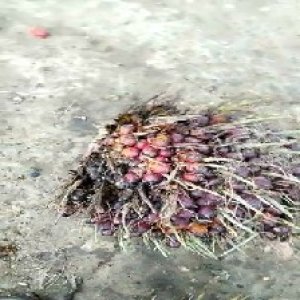 ripe_valid (203).jpg