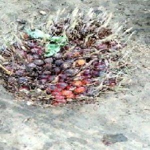 ripe_valid (207).jpg