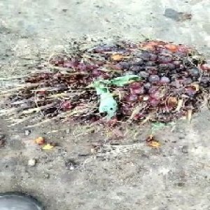 ripe_valid (208).jpg