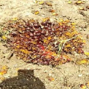 ripe_valid (209).jpg