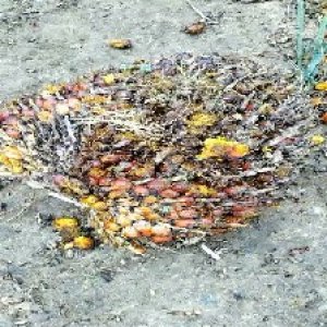 ripe_valid (216).jpg