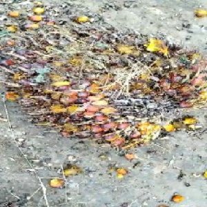 ripe_valid (219).jpg