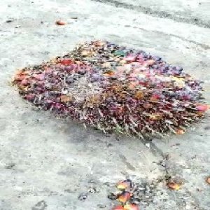 ripe_valid (221).jpg