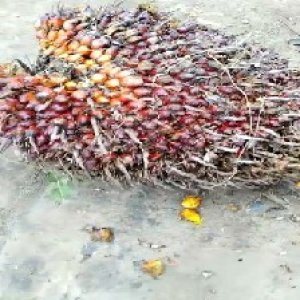 ripe_valid (222).jpg