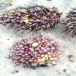 ripe_valid (228).jpg