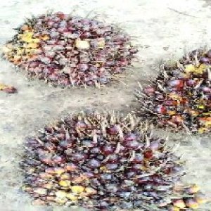 ripe_valid (229).jpg