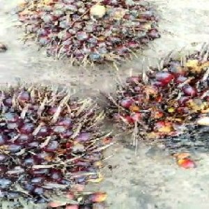 ripe_valid (231).jpg