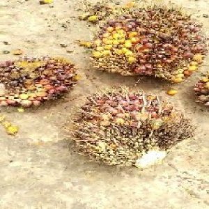 ripe_valid (234).jpg