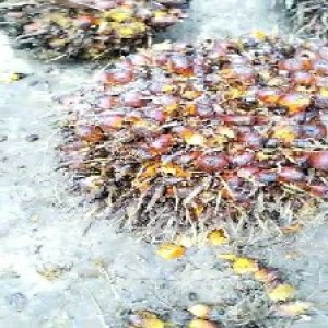 ripe_valid (237).jpg