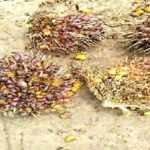 ripe_valid (239).jpg