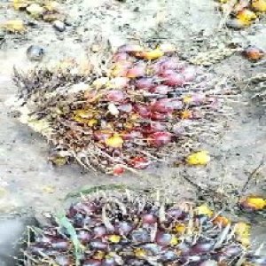 ripe_valid (242).jpg