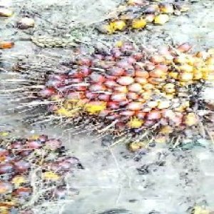 ripe_valid (243).jpg