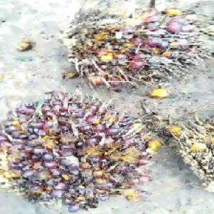 ripe_valid (244).jpg