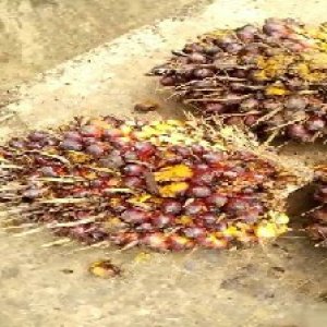 ripe_valid (246).jpg