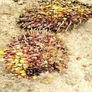 ripe_valid (249).jpg