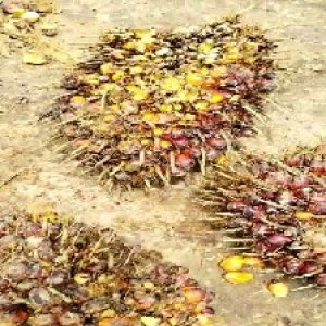 ripe_valid (252).jpg