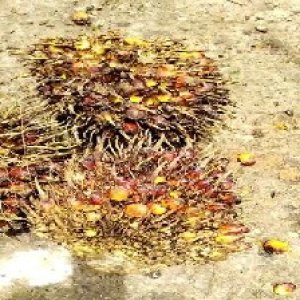 ripe_valid (255).jpg