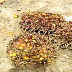 ripe_valid (257).jpg