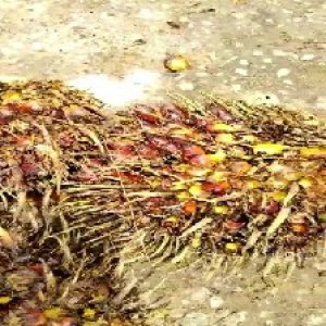 ripe_valid (258).jpg