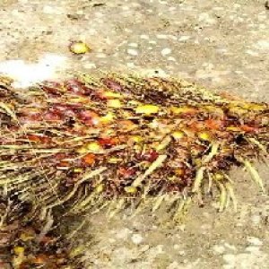 ripe_valid (259).jpg