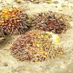 ripe_valid (262).jpg