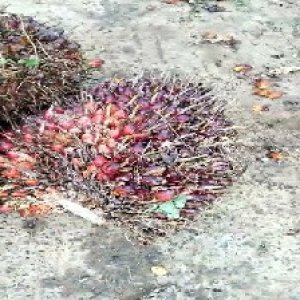 ripe_valid (263).jpg