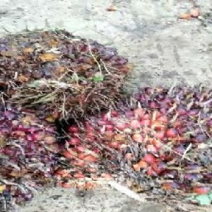 ripe_valid (264).jpg