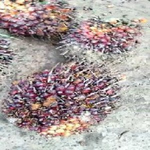 ripe_valid (270).jpg