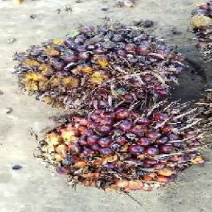 ripe_valid (271).jpg