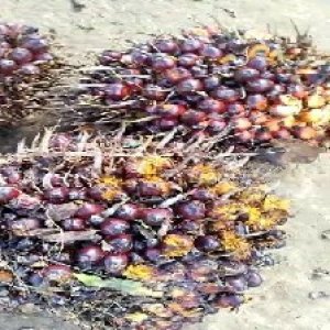 ripe_valid (274).jpg