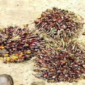 ripe_valid (279).jpg