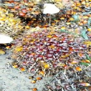 ripe_valid (293).jpg