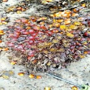 ripe_valid (294).jpg