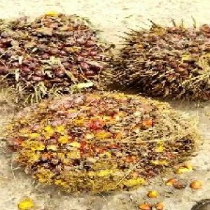 ripe_valid (298).jpg