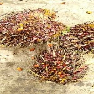 ripe_valid (299).jpg