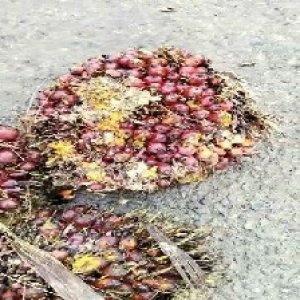 ripe_valid (306).jpg