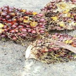 ripe_valid (307).jpg