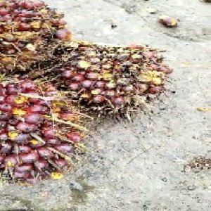 ripe_valid (313).jpg