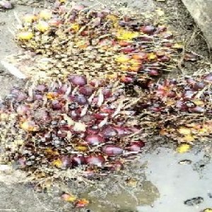 ripe_valid (315).jpg