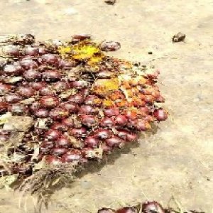 underripe_valid (10).jpg