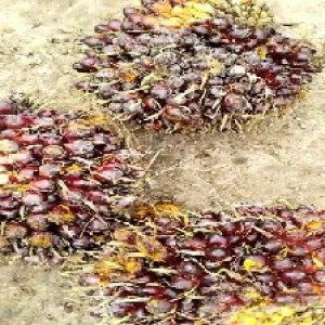 underripe_valid (102).jpg