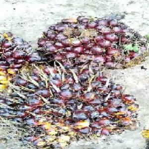 underripe_valid (106).jpg