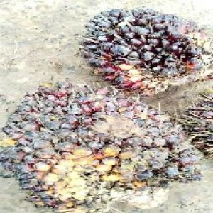 underripe_valid (109).jpg