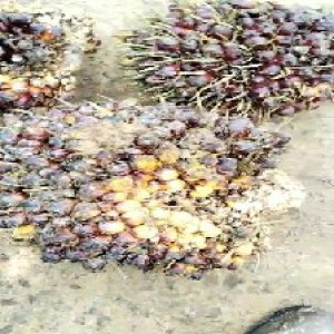 underripe_valid (110).jpg