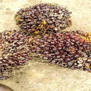 underripe_valid (112).jpg